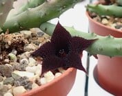 Huernia