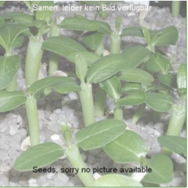 Lithops lesliei v. minor, Witblom C 006A 25 km SW Swartruggens, North West, SA     (Seeds)