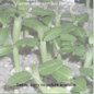 Lithops bromfieldii v. mennellii       (Seeds)