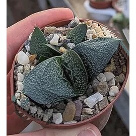 Gasteria nitida-Hybr.