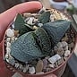 Gasteria nitida-Hybr.