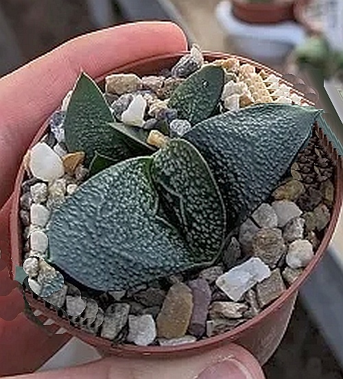 Gasteria nitidaHybr. Uhlig Kakteen Über 5000 verschiedene Arten