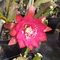 Epiphyllum-Hybr. Bonnie Brae