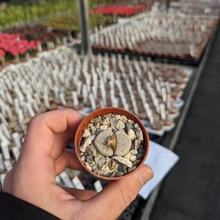 Lithops julii ssp. julii