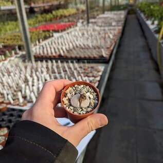 Lithops julii ssp. julii