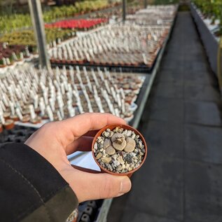 Lithops julii ssp. julii