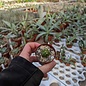 Gymnocalycium buenekeri  WG 23 Rio Grande do Sul, Brasilien, 12 km WNW von Sao Francisco de Assis