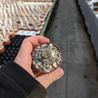 Lithops lesliei ssp. burchellii