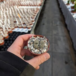 Lithops lesliei ssp. burchellii