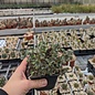 Sedum  cv. Sunsparkler Firecracker      (dw)