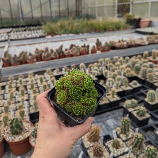 Rosularia chrysantha       (dw)