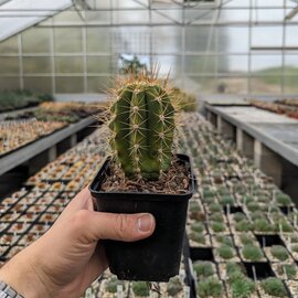 Trichocereus terscheckii       (dw)