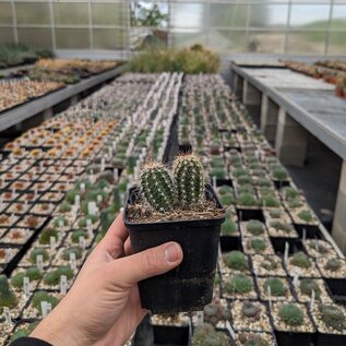 Echinocereus polyacanthus (dw)