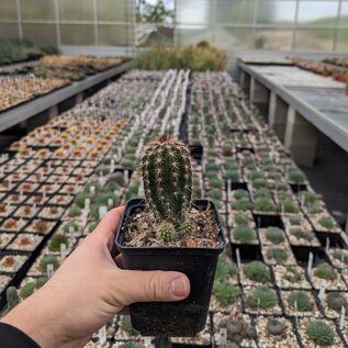 Echinocereus poliacanthus (dw)