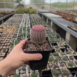 Echinocereus rigidissimus c. rubrispinus (dw)