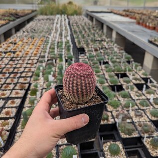 Echinocereus rigidissimus v. rubrispinus (dw)