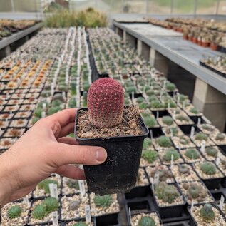 Echinocereus rigidissimus v. rubrispinus (dw)