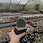 Opuntia polyacantha cv. Pinky Kansas Panayoti      (dw)