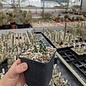 Cylindropuntia rosea cv. Hudson Pear      (dw)