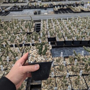 Cylindropuntia x viridiflora cv. Rosita      (dw)