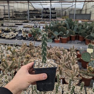 Cylindropuntia imbricata cv. Pinky XXL      (dw)