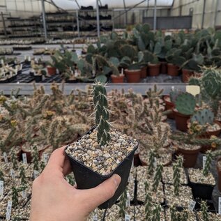 Cylindropuntia imbricata cv. Pinky XXL      (dw)