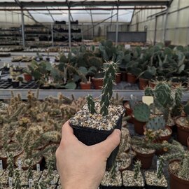 Cylindropuntia imbricata cv. Pinky XXL      (dw)