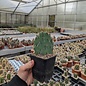 Opuntia engelmannii v. engelmannii      (dw)