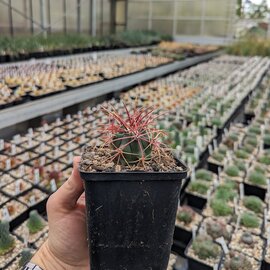 Ferocactus acanthodes       (dw)