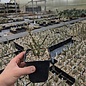 Cylindropuntia leptocaulis   Valencia, Co, NM    (dw)