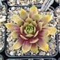 Sempervivum Chick Charms® Gold Nugget      (dw)