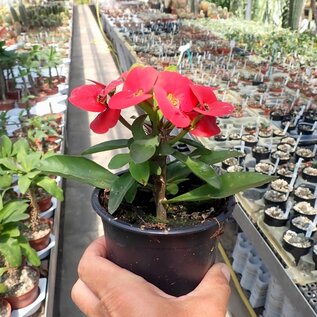 Euphorbia-Hybr. Big Red Hot Milii