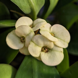Euphorbia-Hybr. Yellow Hot Milii