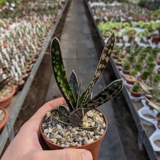 Gastrolea Gasteria bicolor x Aloe variegata