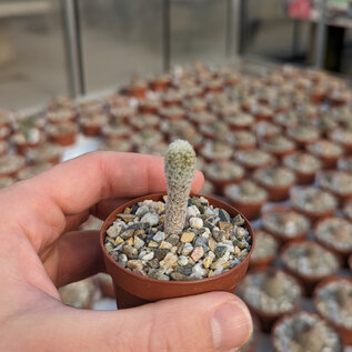 Gymnocactus mandragora v. zaragossensis      CITES, not outside EU