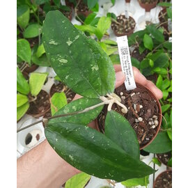 Hoya finlaysonii cv. Nova Gold Leaves