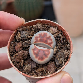 Lithops karasmontana v. karasmontana