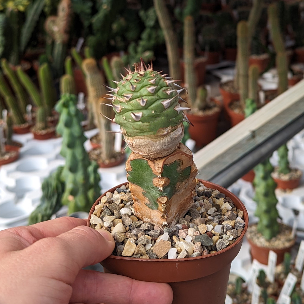 Euphorbia sapinii gepfr. Uhlig Kakteen Über 5000 verschiedene Arten