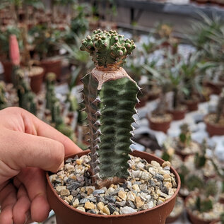 Euphorbia mosaica    gepfr.