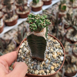 Euphorbia mosaica    gepfr.