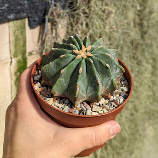 Ferocactus glaucescens cv. Inermis