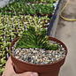 Myrtillocactus geometrizans cv. variegata    cristata