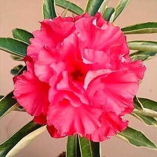 Adenium obesum Coral Pink Variegata CF 31  gepfr.