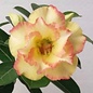 Adenium obesum Lemon Blush BC C  gepfr.