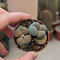 Lithops verruculosa v. inae C 095 55km SW Prieska, Northern Cape, SA