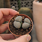 Lithops verruculosa v. inae C 095 55km SW Prieska, Northern Cape, SA