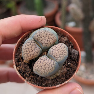 Lithops verruculosa v. inae C 095 55km SW Prieska, Northern Cape, SA