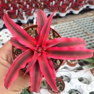 Cryptanthus bivittatus cv. Ruby Star