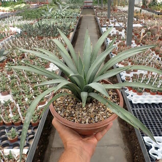 Agave macroacantha