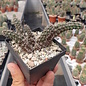 Austrocactus spec. aff. hibernus  13     (dw)